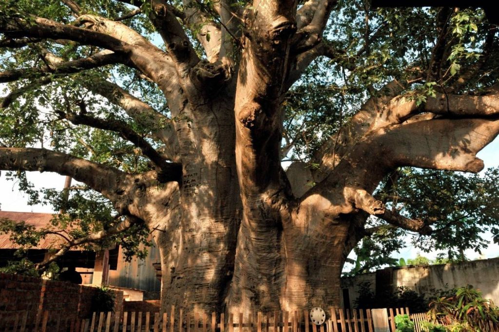 Baobab de Stanley: Explorez la RDC Cœur de l’Afrique