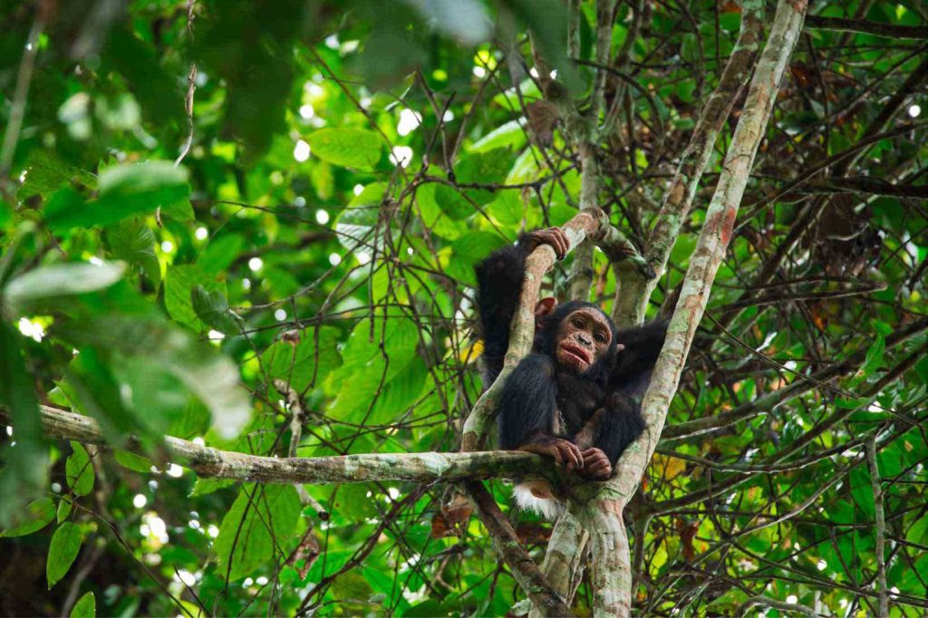Noubalé Nook National Park Chimpanzee, 非境臻行
