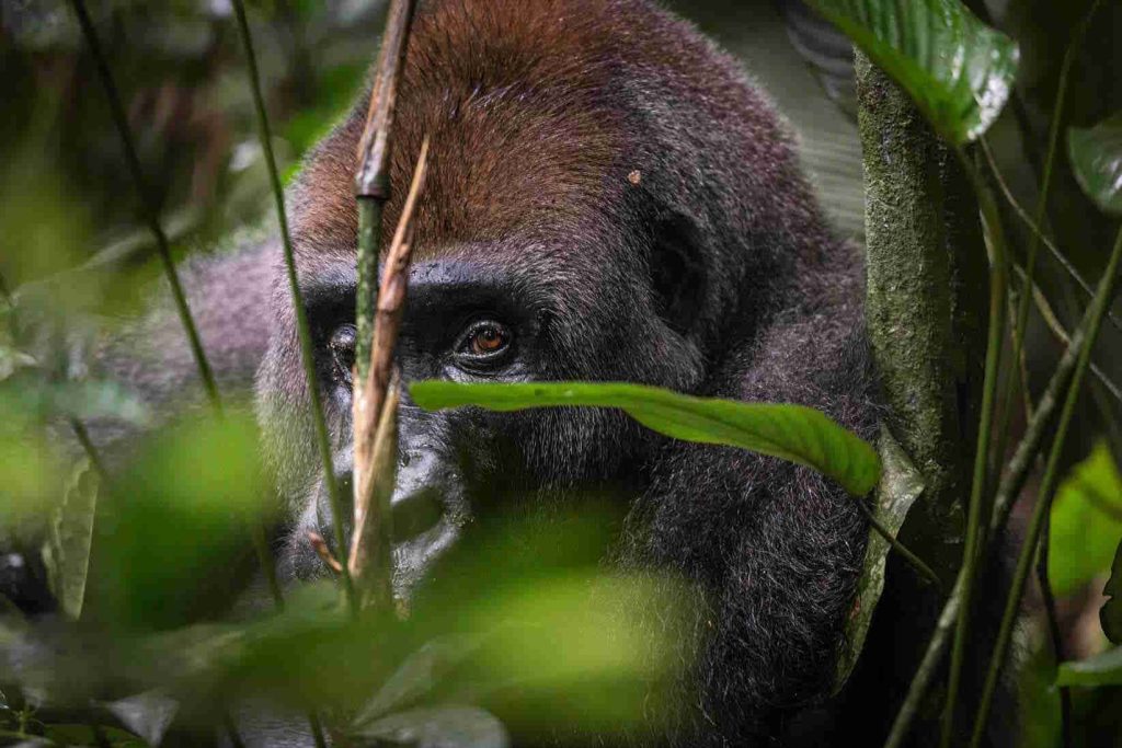 努瓦巴莱恩多基国家公园的西部低地大猩猩