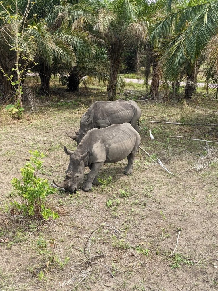 White Rhino at Parc de la Vallée de la N'sele, Visit DRC Heart of Africa, 非境臻行