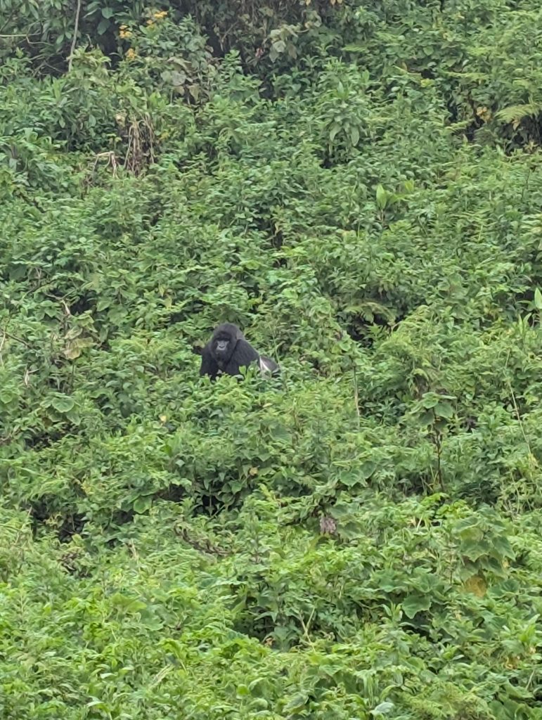 trekking Mountain Gorillas in Rwanda for free Spotting silverback gorilla on our way down from Mount Bisoke. 