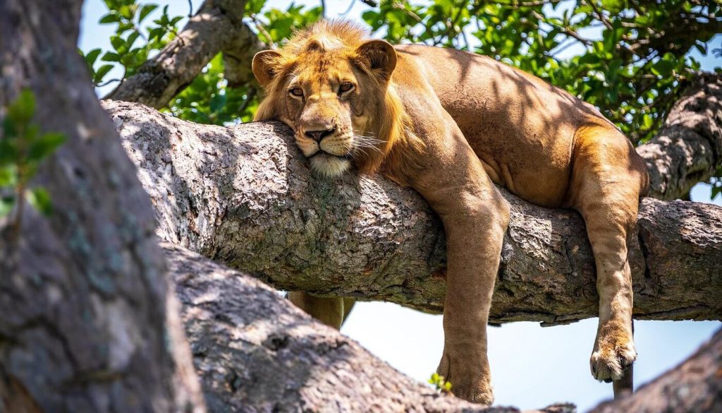 10‑Day Tanzania Safari: Tarangire, Serengeti, Ngorongoro & Lake Manyara Wildlife Adventure, tree climbing lion