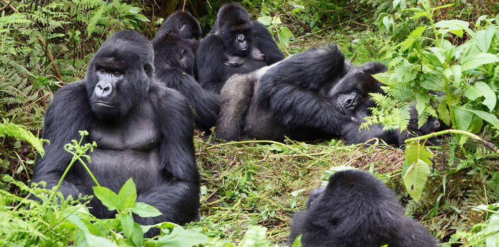 Congo gorillas trekking