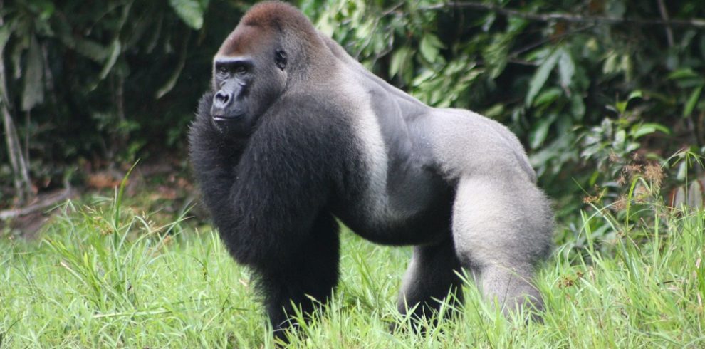 Congo Eastern Lowland Gorillas