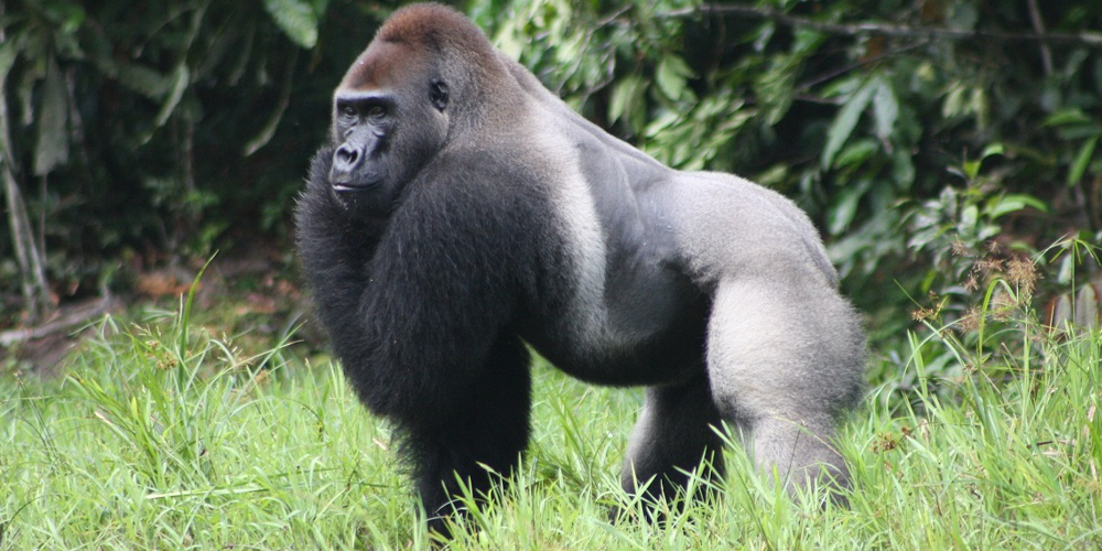 Congo Eastern Lowland Gorillas