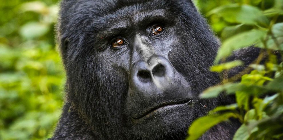 Uganda Gorilla trekking