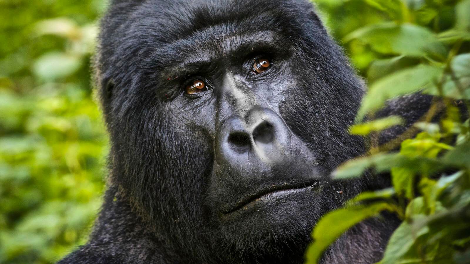 Uganda Gorilla trekking