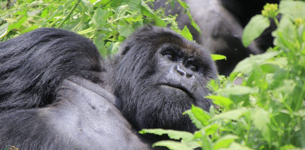 Discounted Mountain Gorilla trekking Congo Safaris