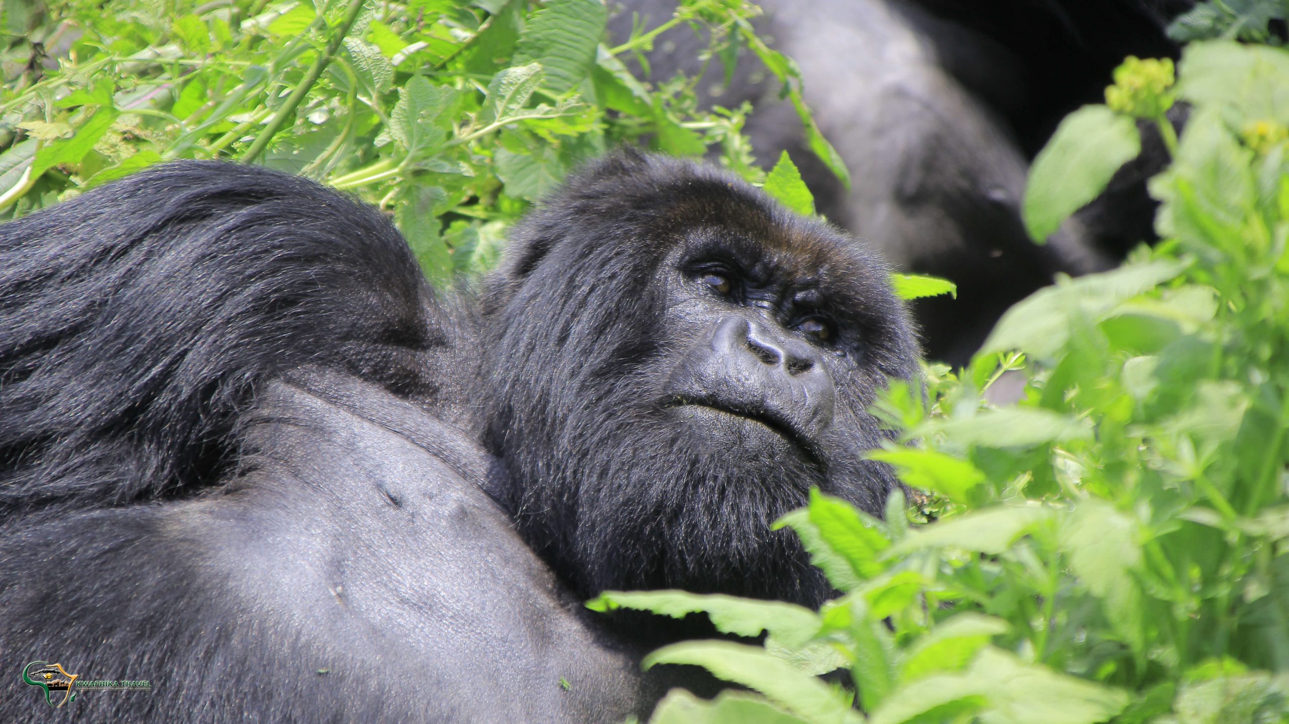 Discounted Mountain Gorilla trekking Congo Safaris