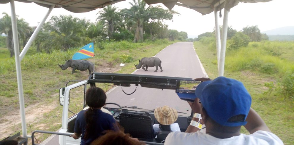 visit kinshasa white rhinos