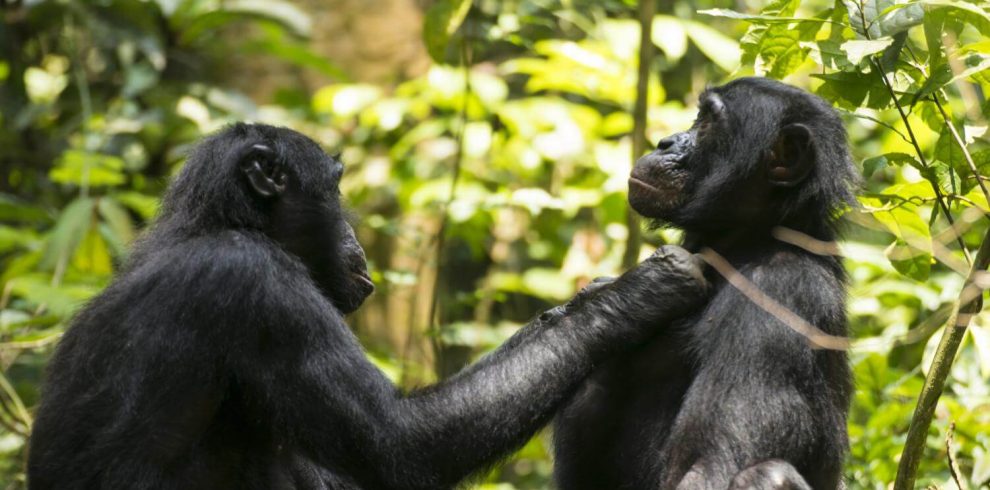 visit bonobos in the wild