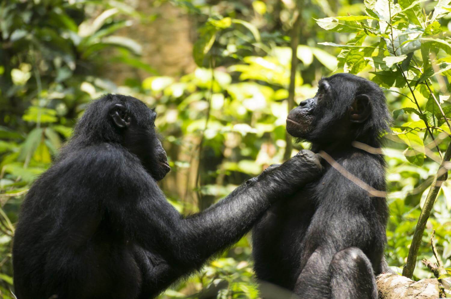 visit bonobos in the wild