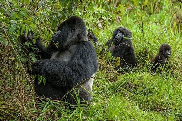 Rwanda Gorilla trekking