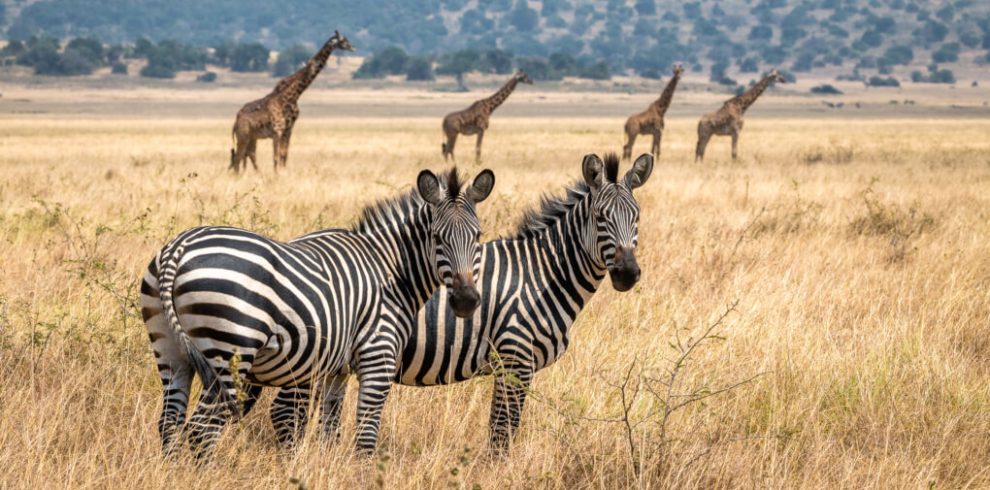 Rwanda Akagera Nation Park