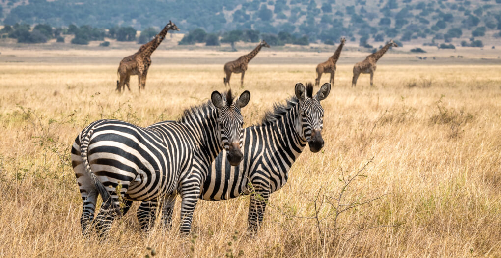Rwanda Akagera Nation Park
