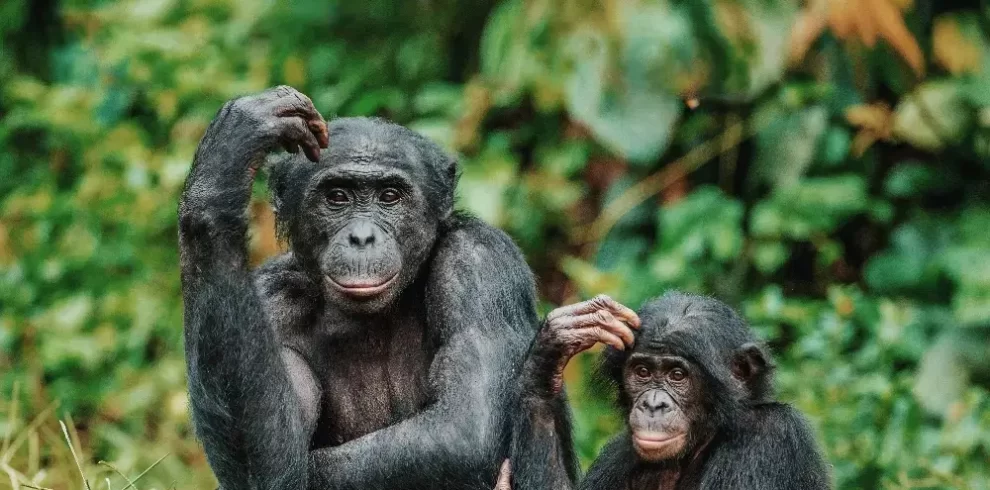 Bonobos trekking in DRC & Congo-Brazzaville visit