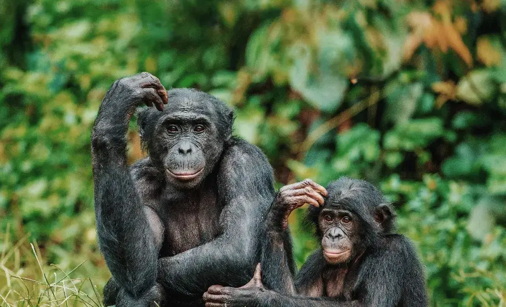 Bonobos trekking in DRC & Congo-Brazzaville visit