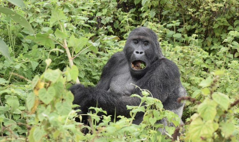 Gorilla Trekking in Africa – What Options? Mugaruka, Kahuzi Biega National Park
