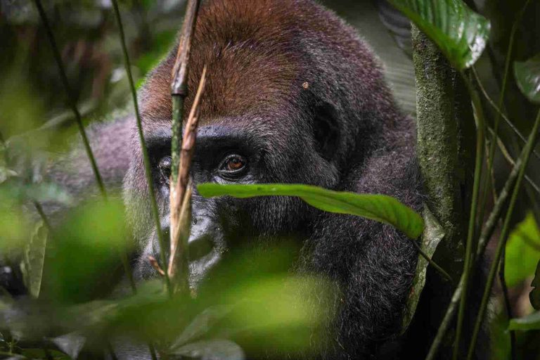 Nouabalé Ndoki National Park, Visit Congo Kwafrika Trade / Gorilla Trekking in Africa