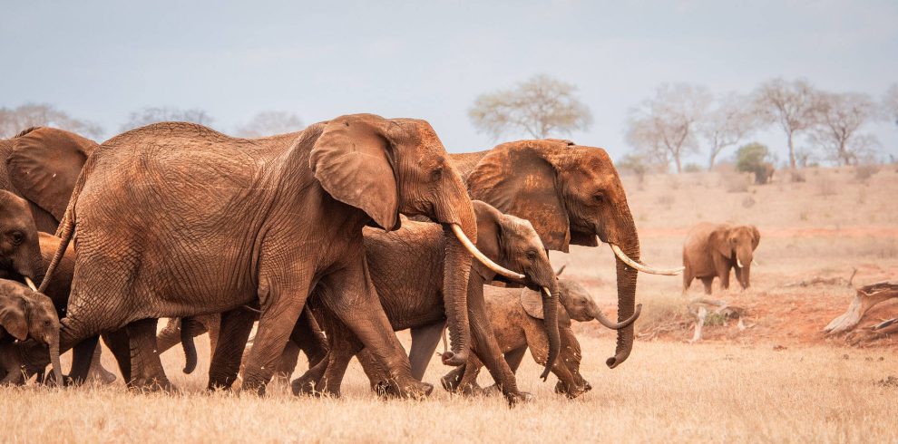 2 days Nairobi City Tour & National Park Safari – Wildlife & Culture 非境臻行