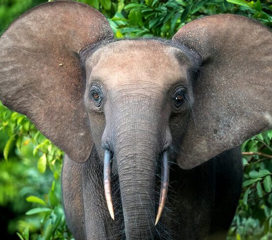 Conkouati-Douli National Park tour with 非境臻行