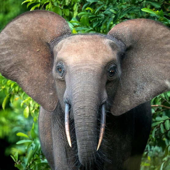 Conkouati-Douli National Park tour with 非境臻行