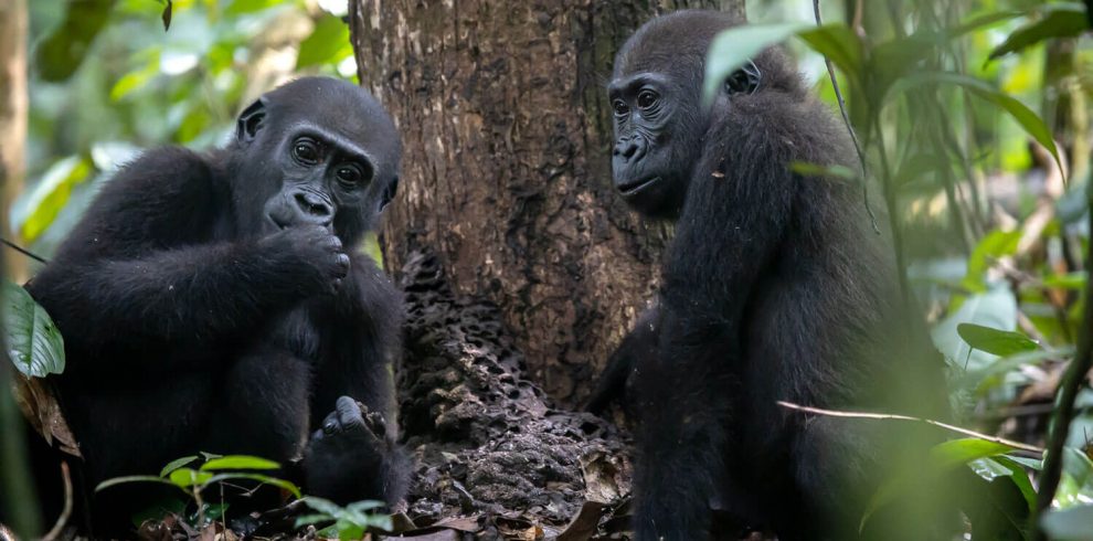 Congo Basin Adventure, Western lowland gorilla trekking in Central African Republic with 非境臻行