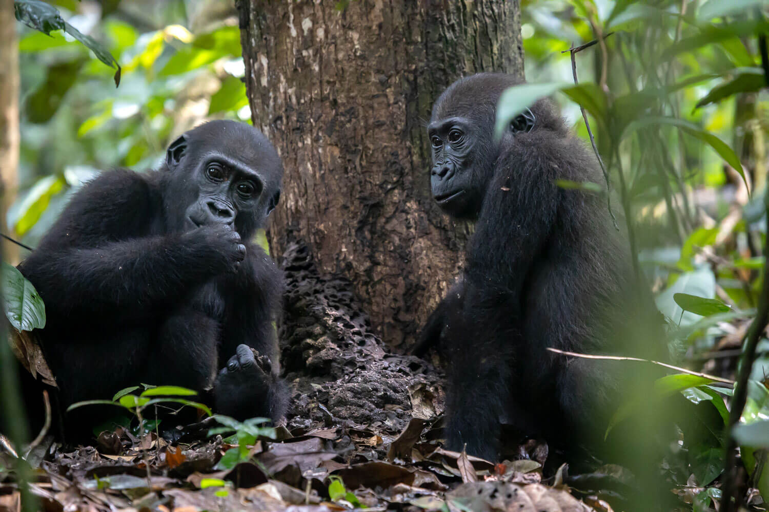 Congo Basin Adventure, Western lowland gorilla trekking in Central African Republic with 非境臻行