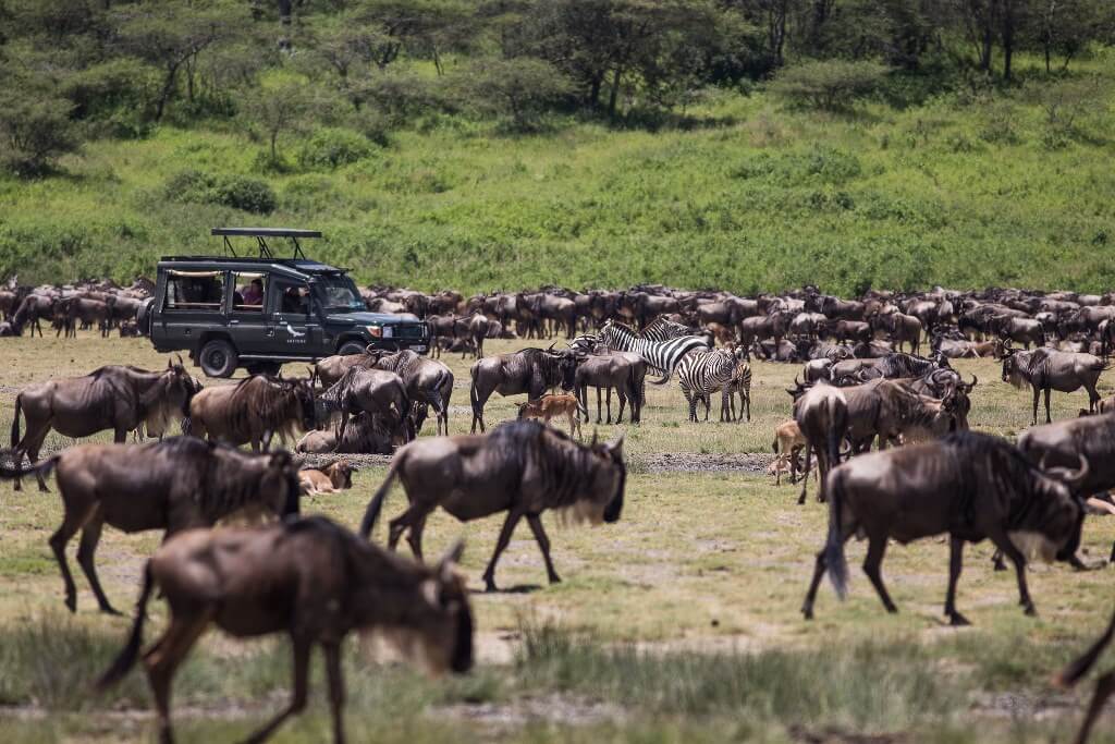 Masai Mara Wildlife Safari / Kenya Wildebeest Migration Safari