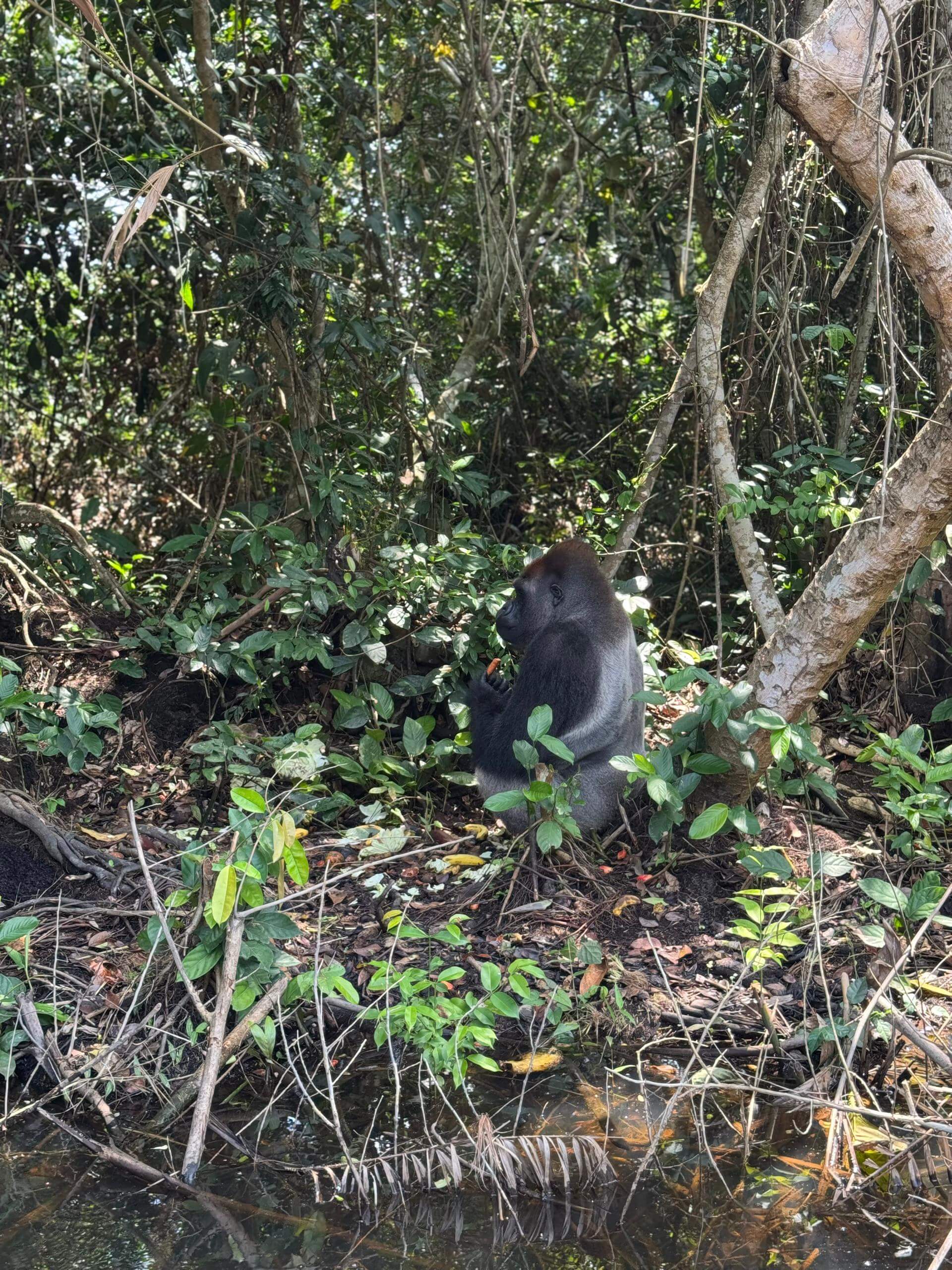 A Western Lowland Gorilla foraging in Nouabalé Nook National Park (Gorilla trekking Congo) with 非境臻行