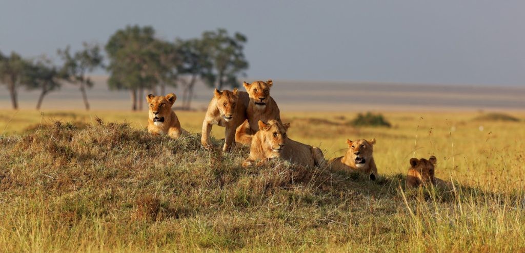 Wildlife safaris Central Africa / Game drive