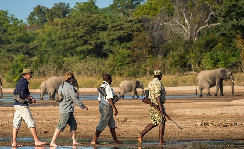Tanzania Wildlife Safari walking safaris Tanzania Safaris with 非境臻行