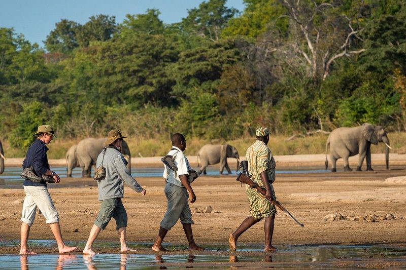 Tanzania Wildlife Safari walking safaris Tanzania Safaris with 非境臻行